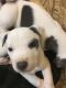 Mixed Puppies for sale in La Vergne, TN, USA. price: NA