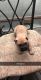 Mixed Puppies for sale in Lansing, MI, USA. price: NA