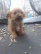 Mixed Puppies for sale in Needville, TX 77461, USA. price: $450