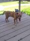Mixed Puppies for sale in Archdale, NC, USA. price: NA