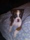 Mixed Puppies for sale in Clovis, NM 88101, USA. price: NA