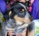 Mixed Puppies for sale in Wooster, OH 44691, USA. price: NA