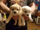 Mixed Puppies for sale in Pennway St, Philadelphia, PA 19124, USA. price: NA