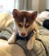 Mixed Puppies for sale in Milpitas, CA 95035, USA. price: NA