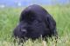 Mixed Puppies for sale in Sugar City, ID, USA. price: NA