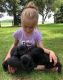 Mixed Puppies for sale in Maple Park, IL 60151, USA. price: NA