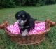Mixed Puppies for sale in Fort Mitchell, KY 41017, USA. price: $700