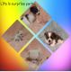 Mixed Puppies for sale in Quitman, TX 75783, USA. price: NA