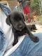 Mixed Puppies for sale in Belton, TX, USA. price: NA