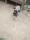 Mixed Puppies for sale in Maple Heights, OH, USA. price: $65