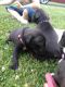 Mixed Puppies for sale in Middletown, OH 45042, USA. price: NA