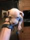Mixed Puppies for sale in Detroit, MI 48206, USA. price: NA