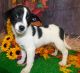 Mixed Puppies for sale in Hammond, IN, USA. price: $300