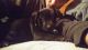 Mixed Puppies for sale in Kenton, OH 43326, USA. price: NA
