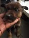 Mixed Puppies for sale in South Bend, IN, USA. price: NA