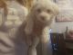 Mixed Puppies for sale in Satellite Beach, FL, USA. price: $800