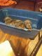 Mixed Puppies for sale in Richmond, VA, USA. price: $280