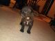 Mixed Puppies for sale in Detroit, MI, USA. price: NA