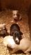 Mixed Puppies for sale in West Branch, MI 48661, USA. price: NA