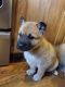 Mixed Puppies for sale in Port Orchard, WA, USA. price: $600