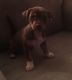 Mixed Puppies for sale in Lawrenceville, GA, USA. price: $500