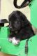 Mixed Puppies for sale in Rocky Mount, VA 24151, USA. price: NA