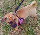 Mixed Puppies for sale in Monteagle, TN, USA. price: NA