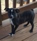 Mixed Puppies for sale in Burlington, NC, USA. price: NA