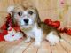 Mixed Puppies for sale in Hammond, IN, USA. price: $650