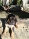 Mixed Puppies for sale in Ventura, CA, USA. price: NA
