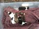 Mixed Puppies for sale in Pasco County, FL, USA. price: NA