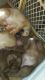 Mixed Puppies for sale in Doyline, LA 71023, USA. price: NA