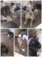 Mixed Puppies for sale in Pahrump, NV, USA. price: NA