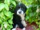 Mixed Puppies for sale in Springfield, MO, USA. price: NA