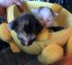 Mixed Cats for sale in Mineral, VA 23117, USA. price: $150