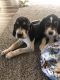 Mixed Puppies for sale in Denver, CO, USA. price: NA