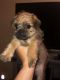 Mixed Puppies for sale in San Ysidro, San Diego, CA, USA. price: $400