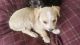 Mixed Puppies for sale in Marion, SC, USA. price: NA