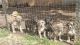 Mixed Puppies for sale in Lebanon, MO 65536, USA. price: NA