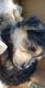 Mixed Puppies for sale in Stockton, CA, USA. price: $60