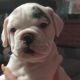 Mixed Puppies for sale in Mary Esther, FL 32569, USA. price: NA