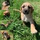 Mixed Puppies for sale in Kenyon, MN 55946, USA. price: NA
