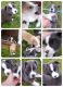 Mixed Puppies for sale in Moses Lake, WA 98837, USA. price: NA