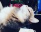 Mixed Cats for sale in Arvada, CO, USA. price: NA