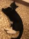 Mixed Cats for sale in Stoystown, PA 15563, USA. price: NA