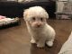 Mixed Puppies for sale in Dix Hills, NY, USA. price: NA
