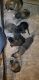 Mixed Puppies for sale in Springfield, MO, USA. price: NA