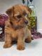 Mixed Puppies for sale in Portland, TX 78374, USA. price: $400