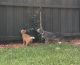 Mixed Cats for sale in Altamonte Springs, FL, USA. price: $150