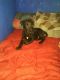 Mixed Puppies for sale in Bakersfield, CA, USA. price: $75